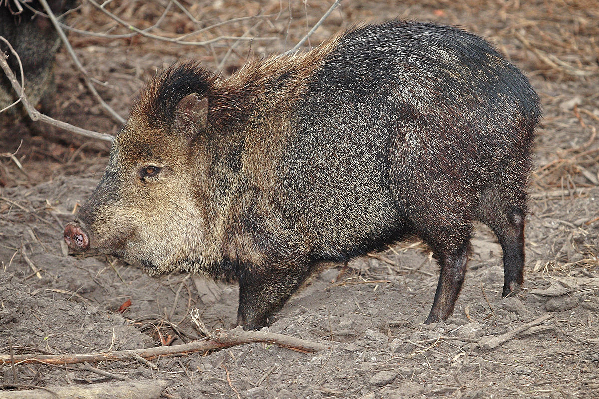 Shows a Javalina getting ready to go through the trashcan