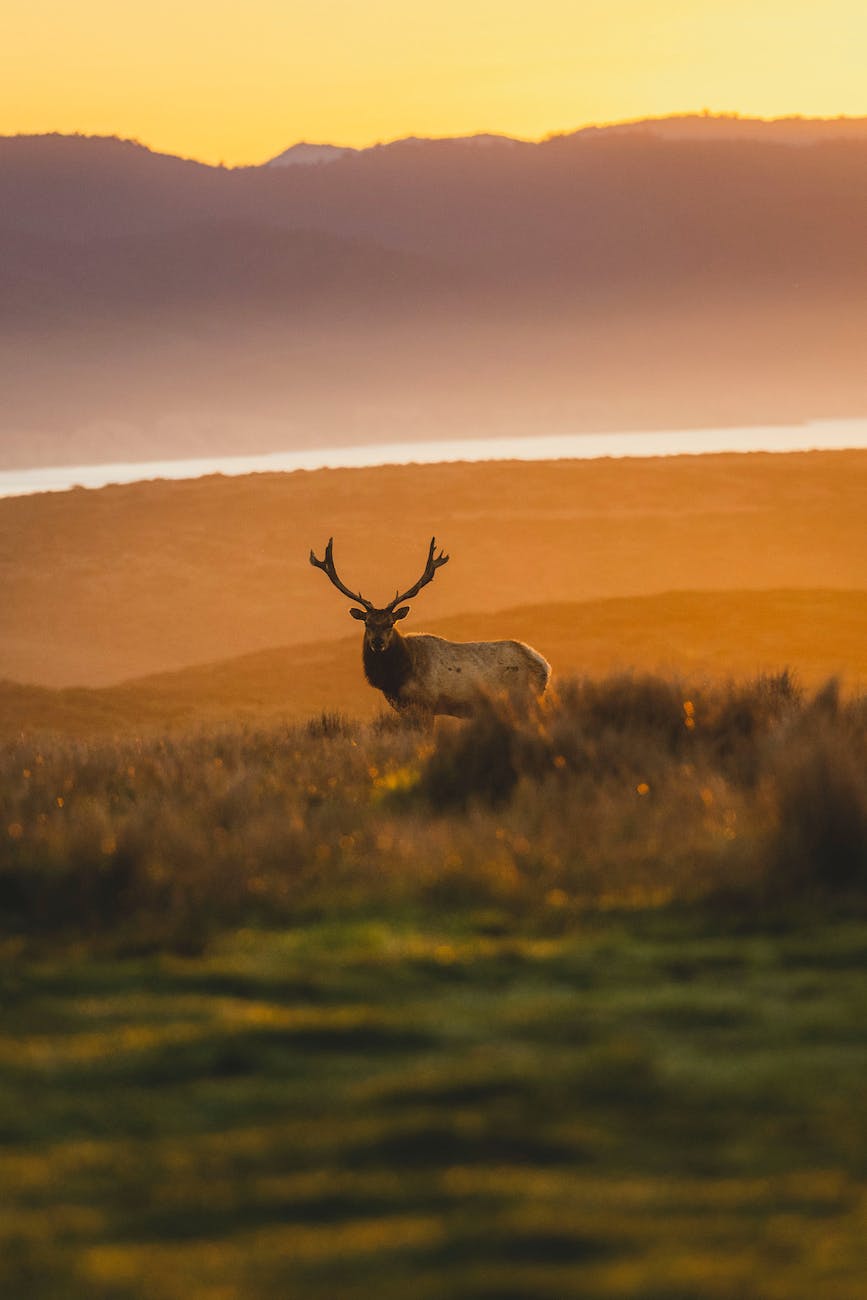elk at sunset